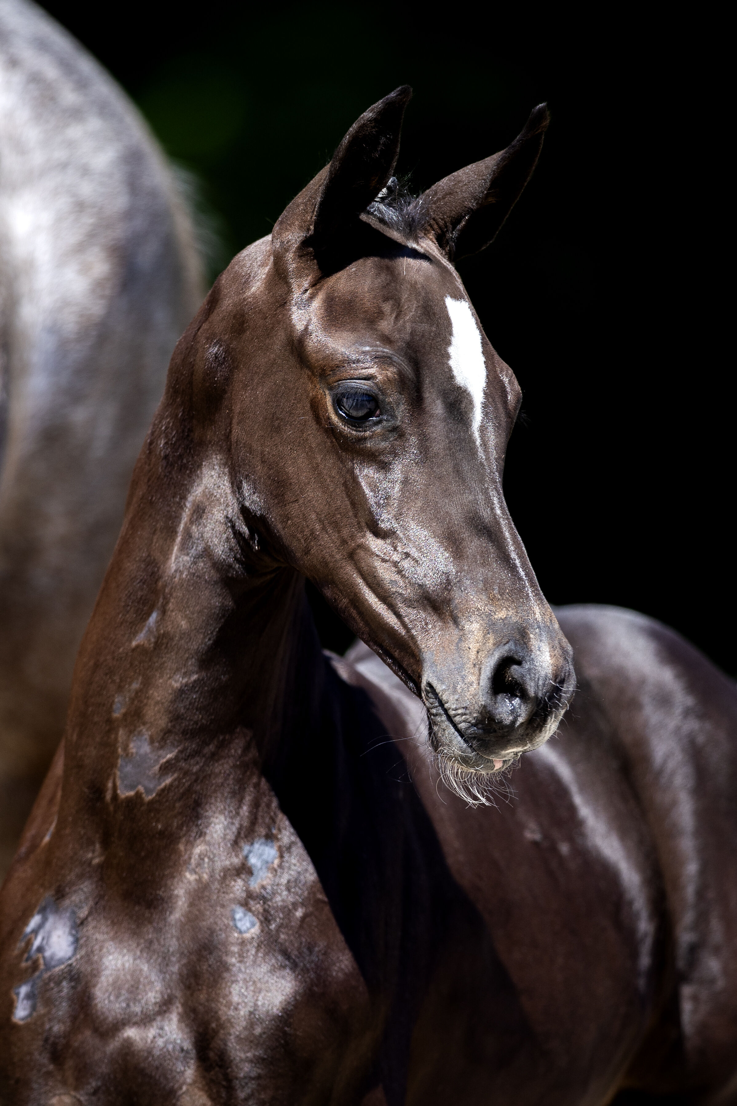 1 NN Cero Blue X Cornet Obolensky 01